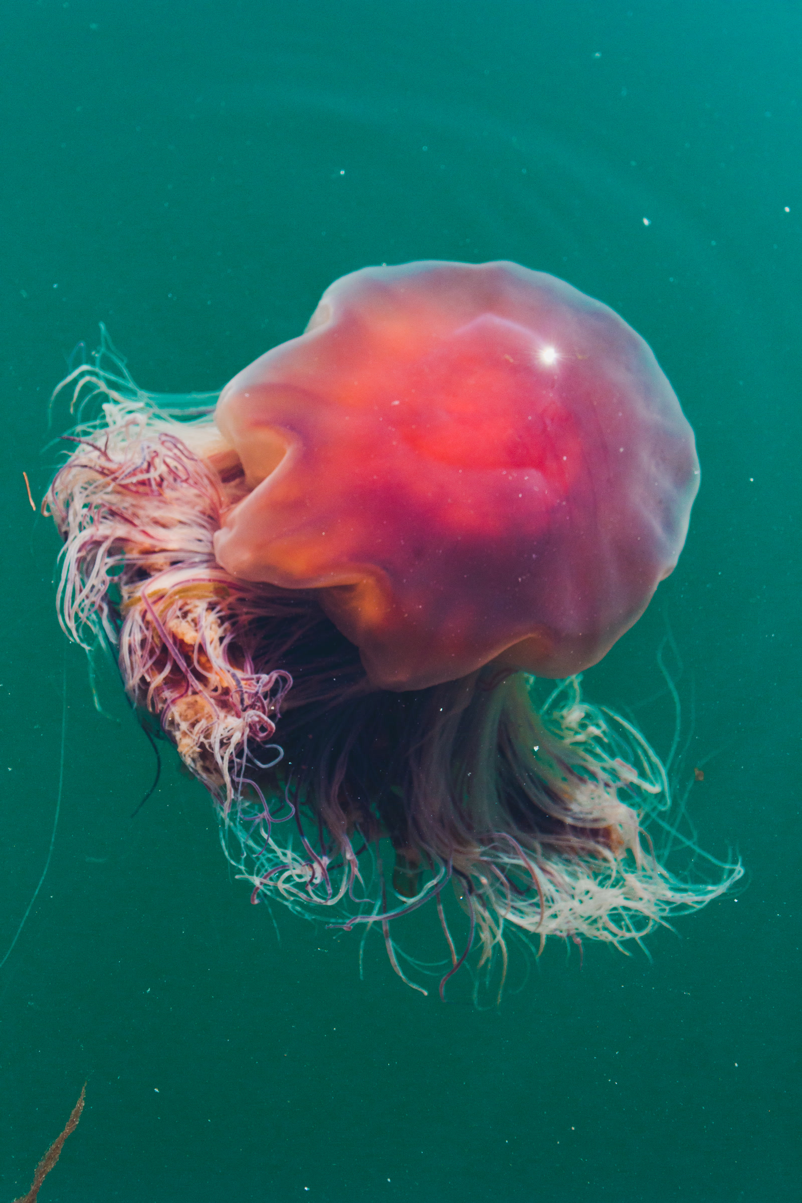 Red jellyfish suspended in dark teal water