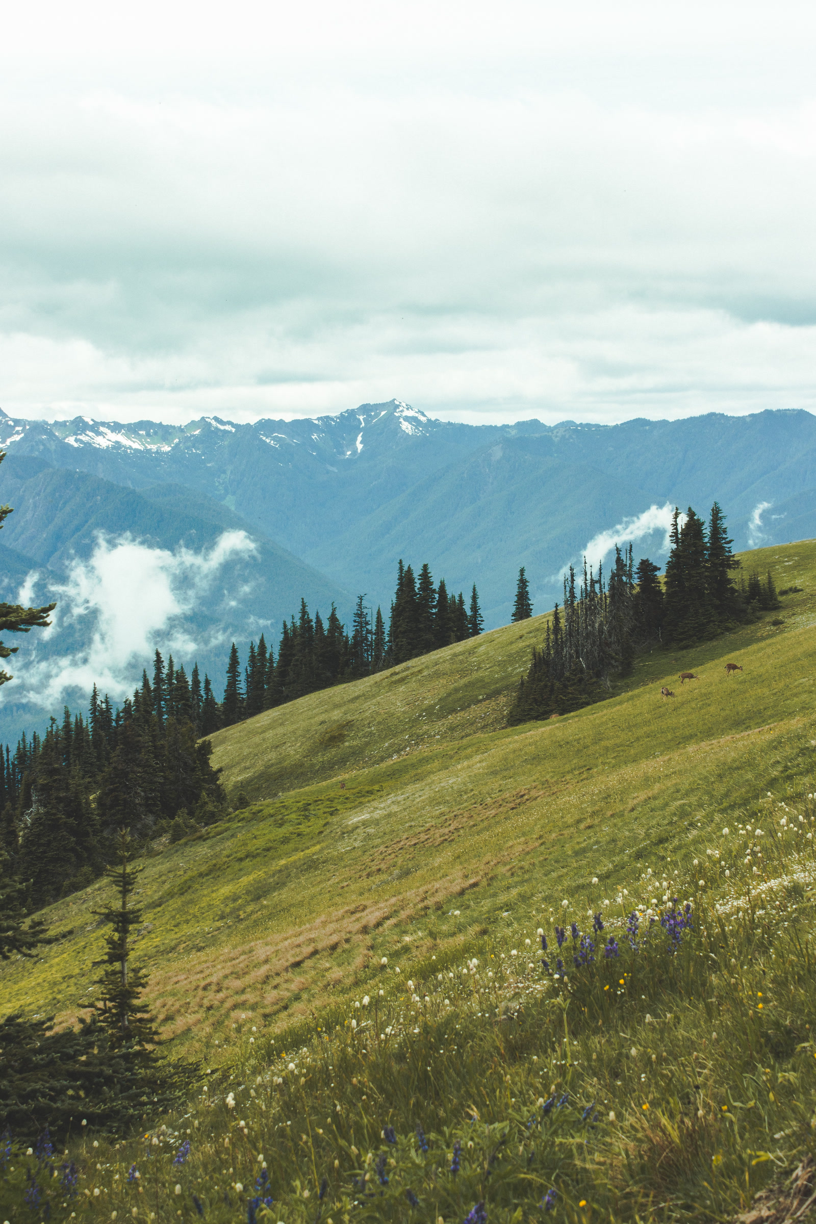 Sunlit green ridge before distant mountain ranges