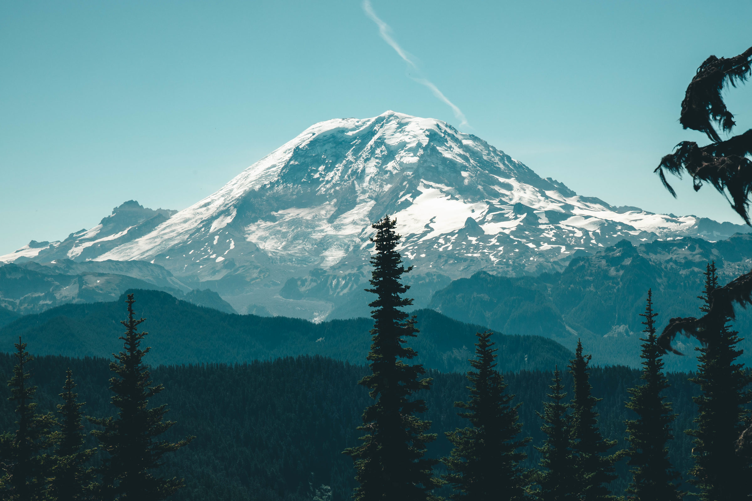Snowy mountain framed by dark evergreen forest